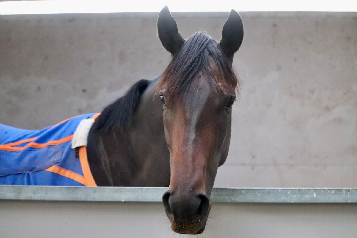 Te Akau Tuesday Trackwork