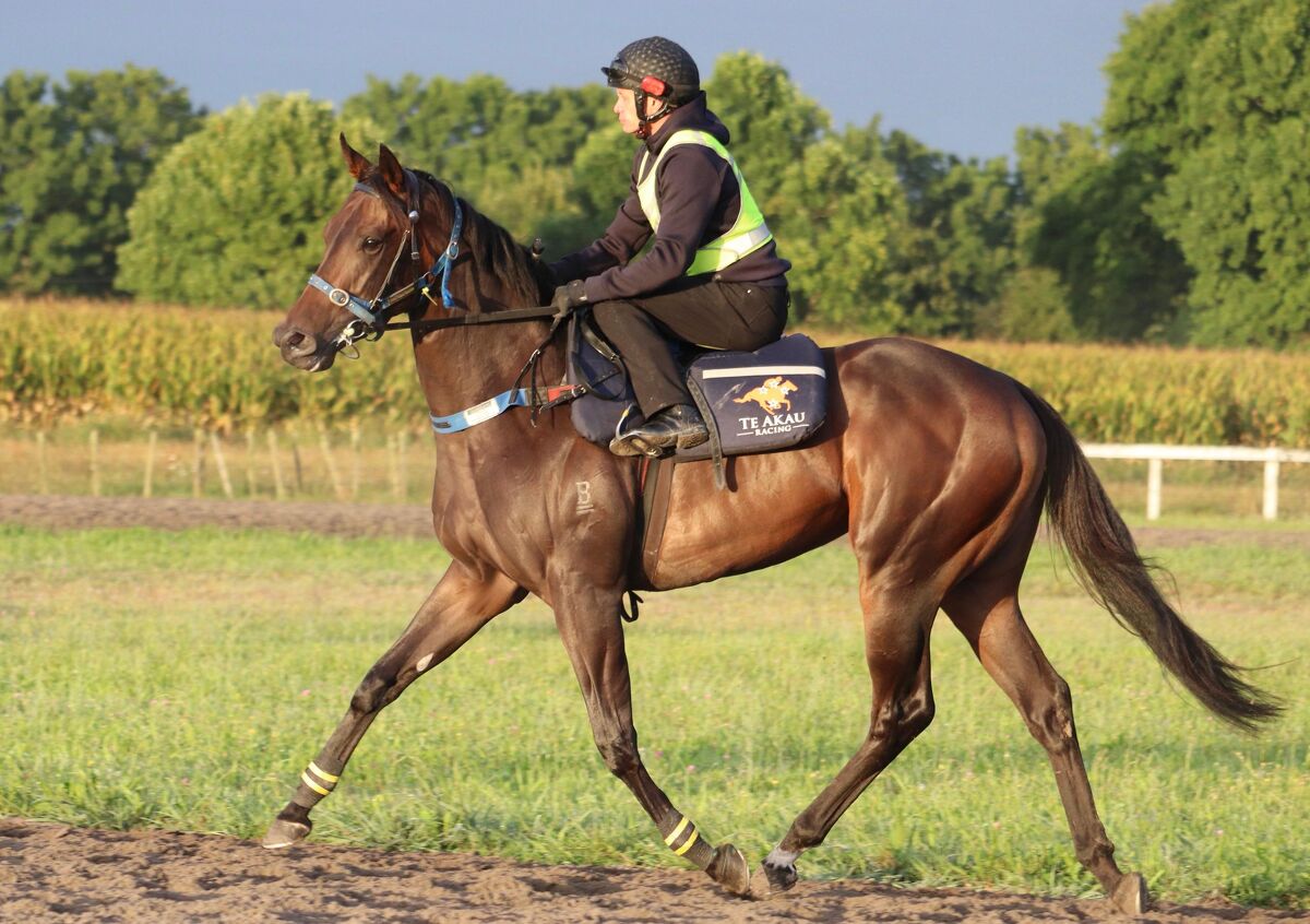 Te Akau Tuesday Trackwork