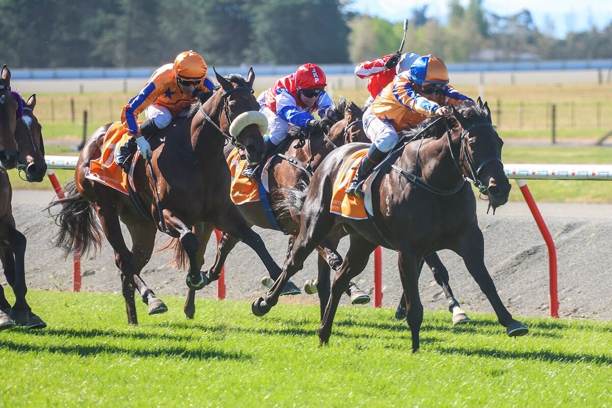 Te Akau Monday Update