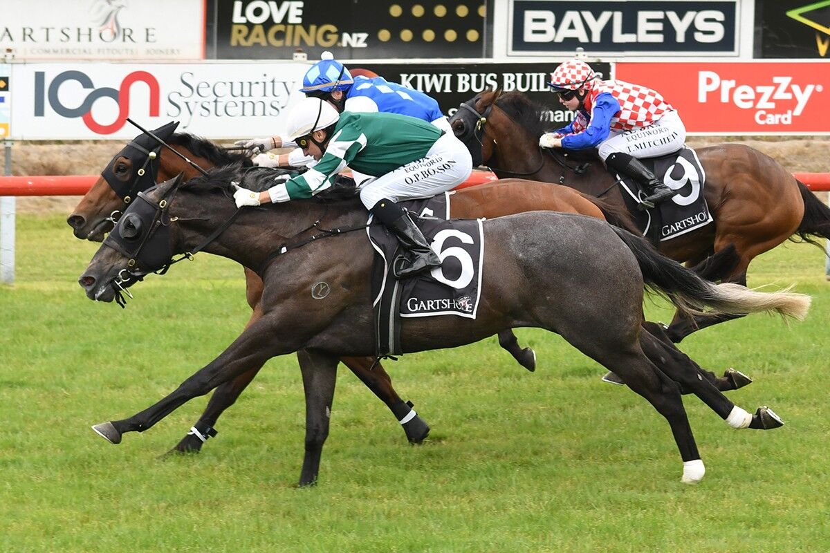 Trans-Tasman Double - Tagalomu Tough