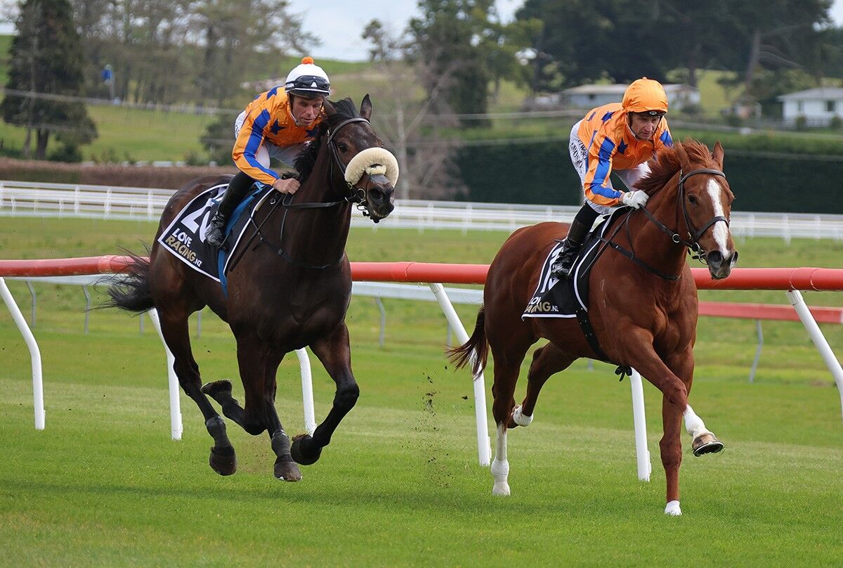 Te Akau Horses on Exhibition