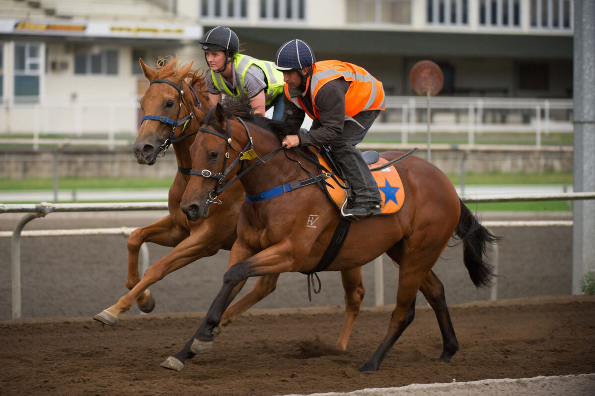 Te Akau Tuesday Trackwork
