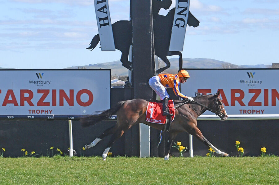 Te Akau Season - Stakes' Win 1 (NZ) of 30