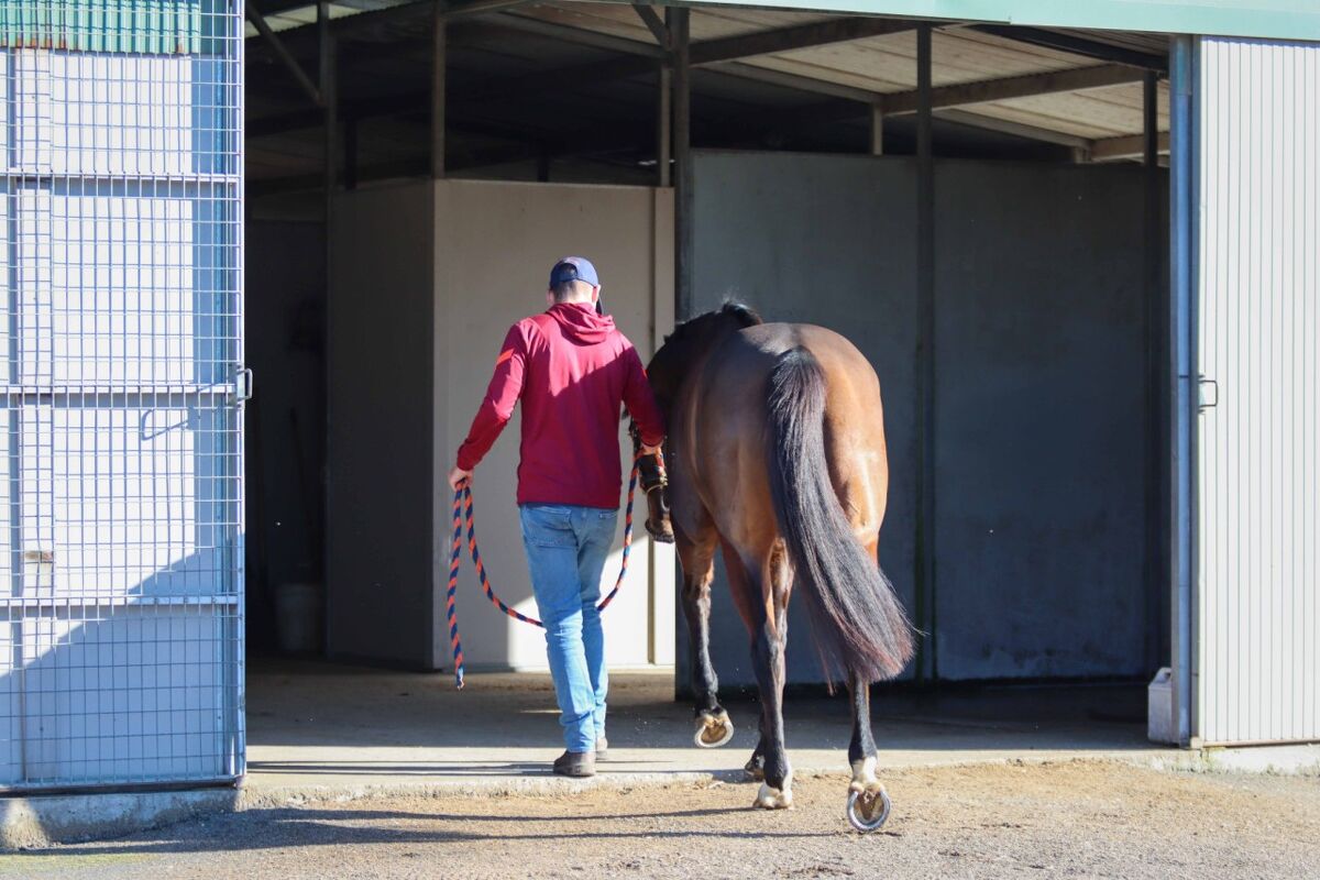 Te Akau Tuesday Trackwork