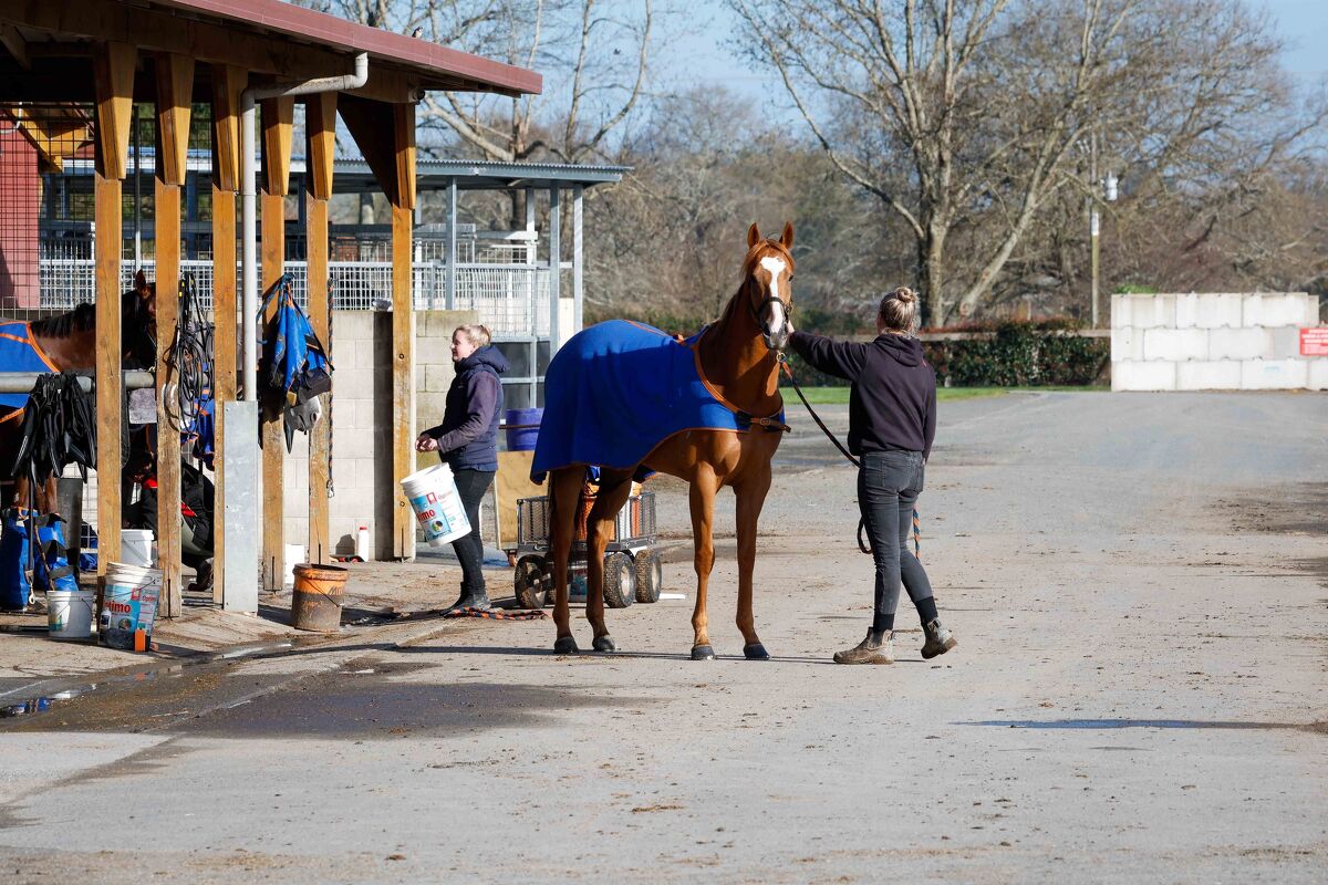Te Akau Trans Tasman Trackwork