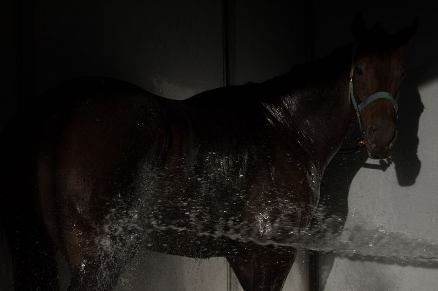 Te Akau Tuesday Trackwork