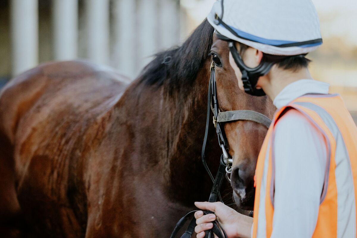 Te Akau Trans Tasman Weekend Trackwork