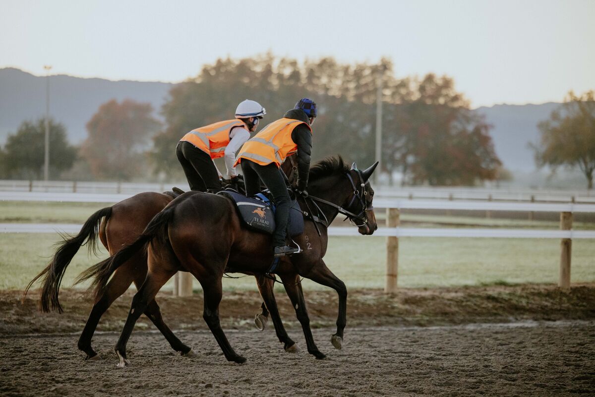 Te Akau Trans Tasman Tuesday Trackwork