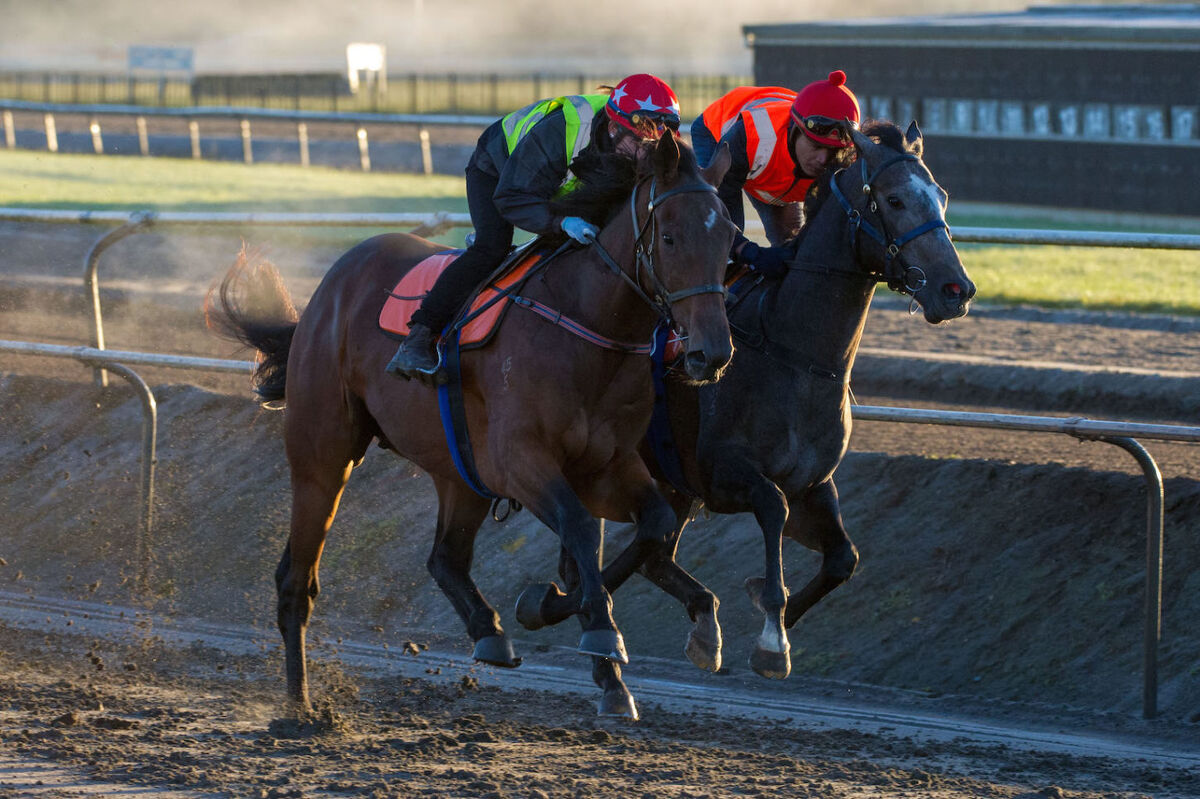 Te Akau Thursday Trackwork
