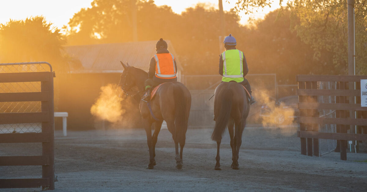 Te Akau Tuesday Trackwork