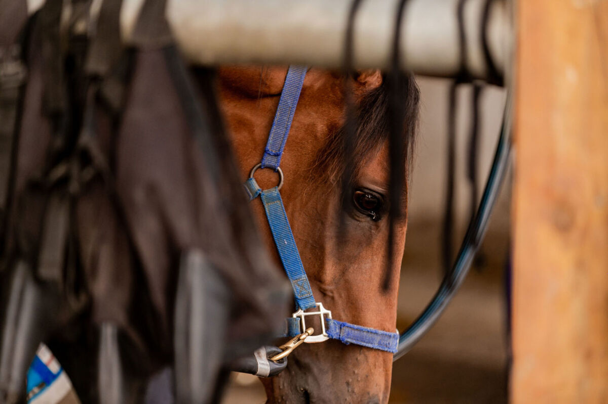 Te Akau Tuesday Trackwork