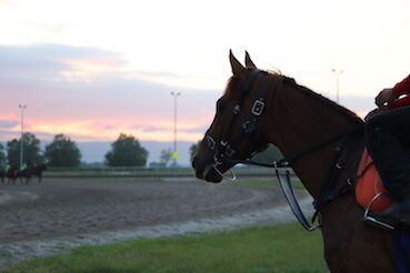 Te Akau Weekend Trackwork