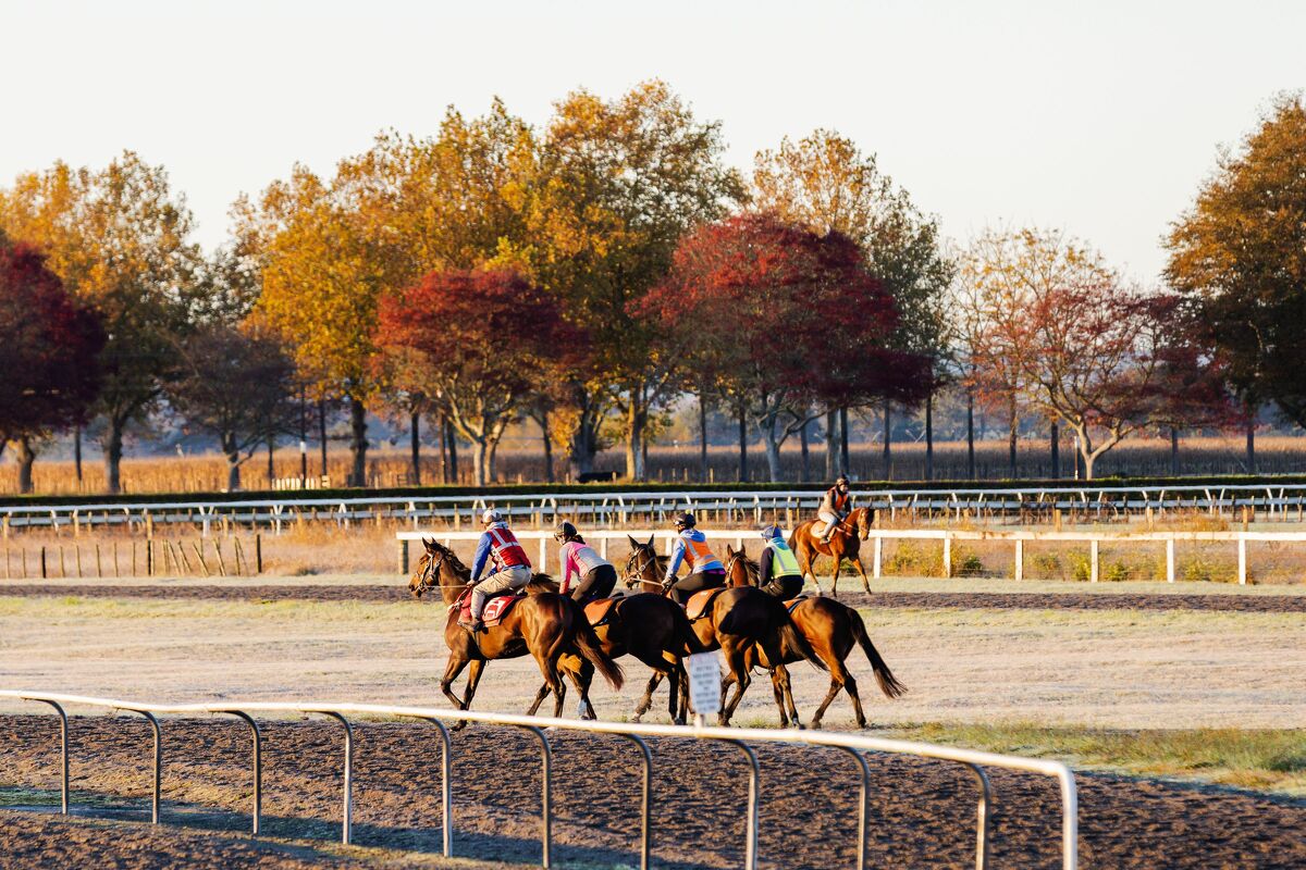 Te Akau Weekend Trackwork