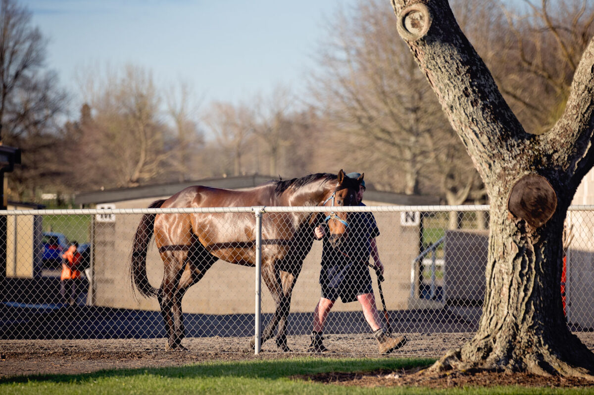 Te Akau Weekend Trackwork