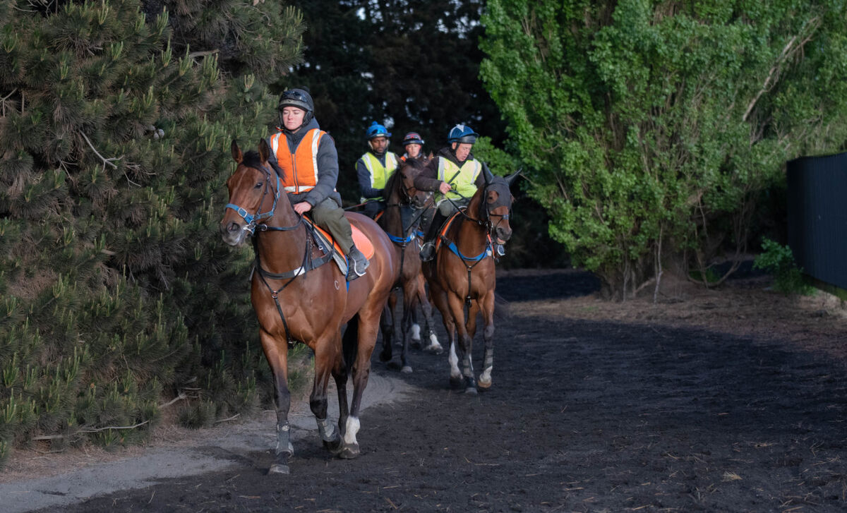 Te Akau Thursday Trackwork