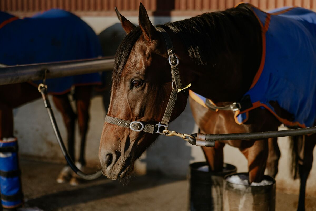 Te Akau Trans Tasman Tuesday Trackwork