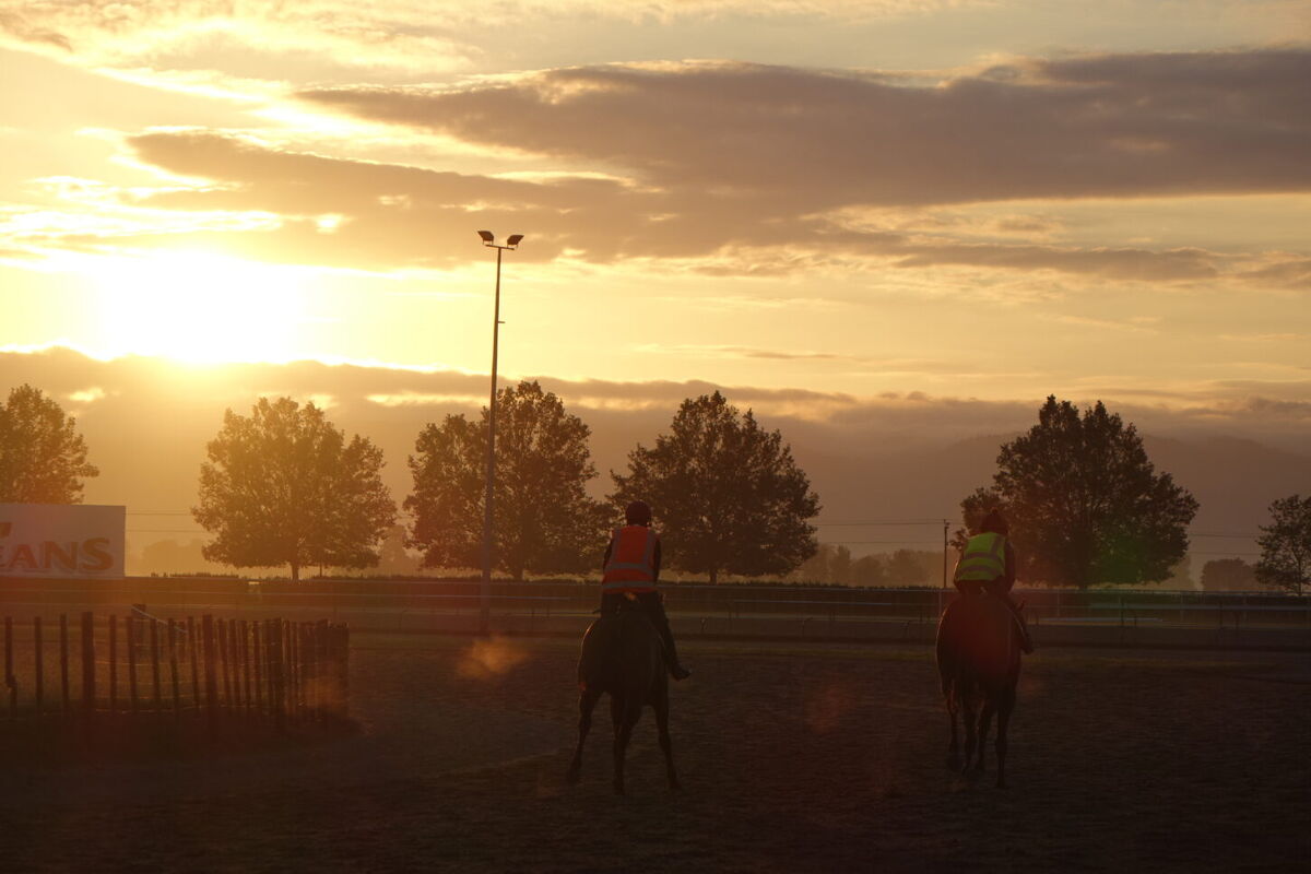 Te Akau Friday Trackwork Highlights