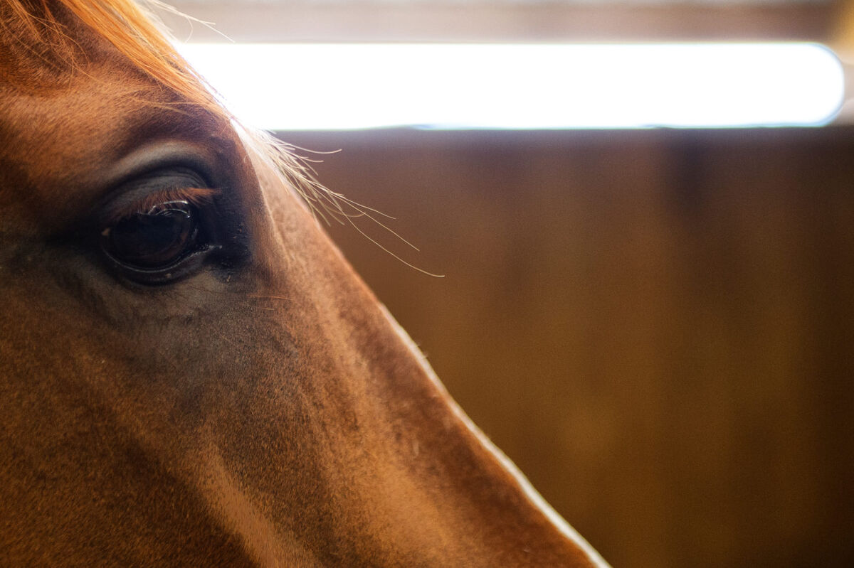 Te Akau Tuesday Trackwork