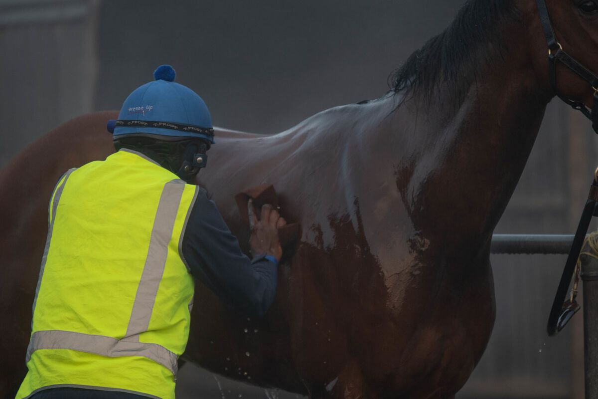 Te Akau Tuesday Trackwork