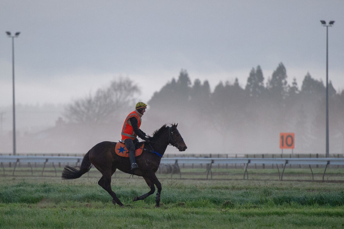 Te Akau Thursday Trackwork