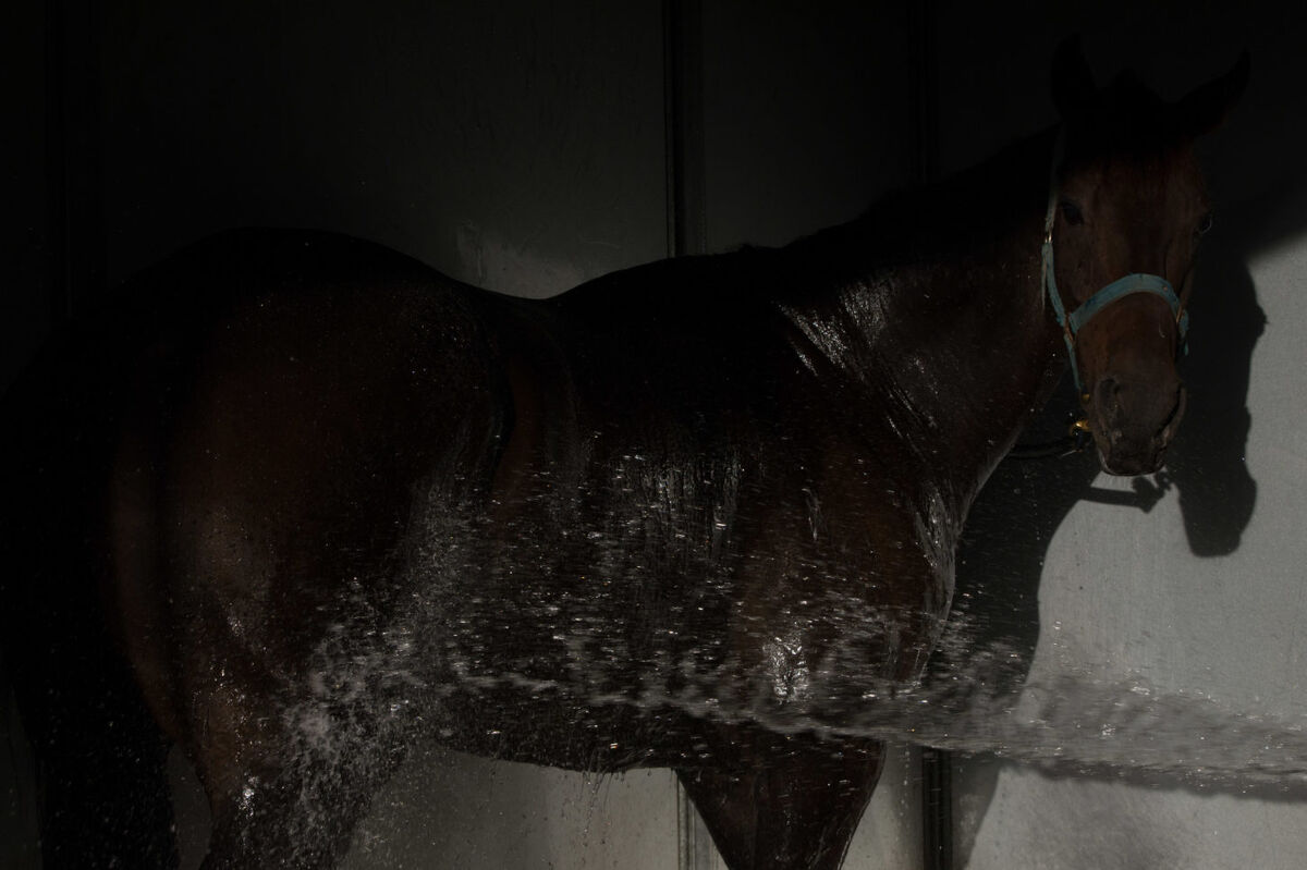 Te Akau Tuesday Trackwork