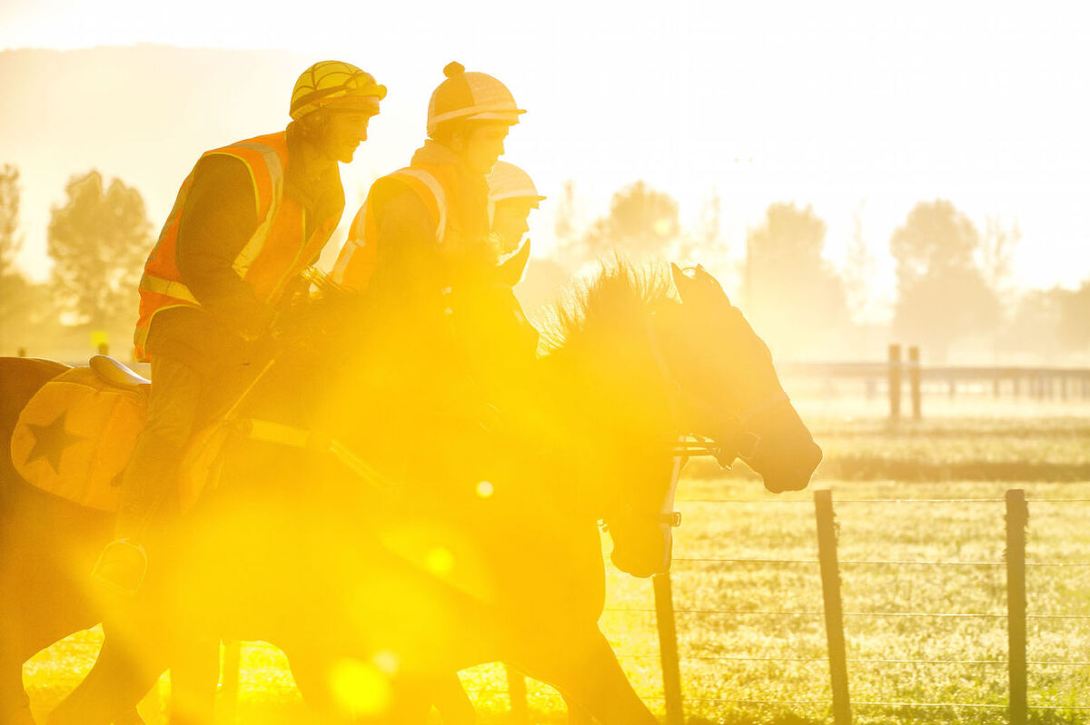 Te Akau Weekend Trackwork