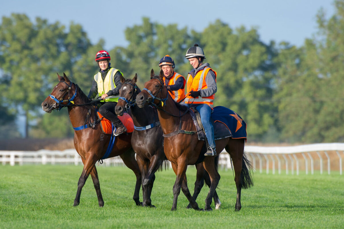 Te Akau Thursday Trackwork