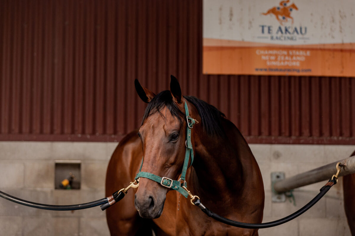 Te Akau Thursday Trackwork