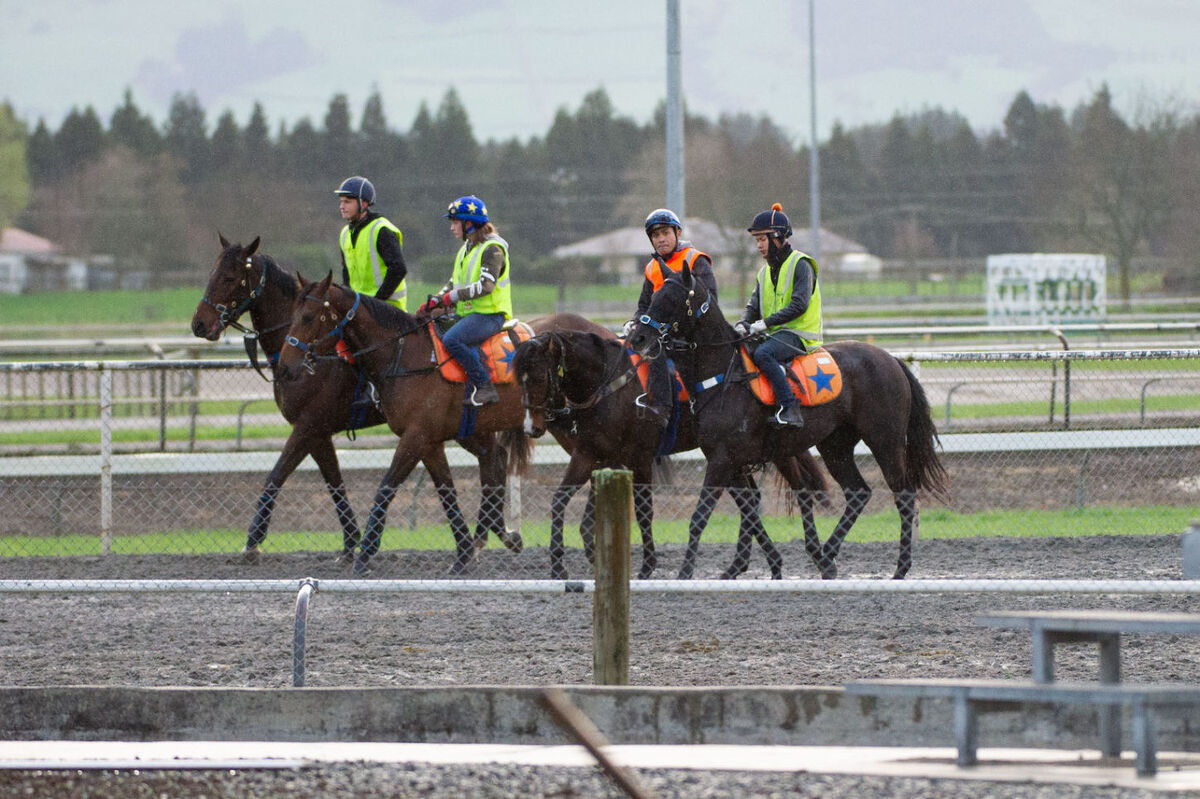 Te Akau Weekend Trackwork