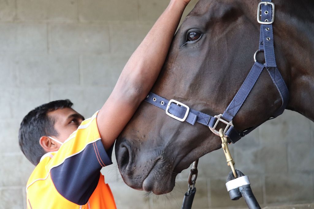 Te Akau Tuesday Trackwork