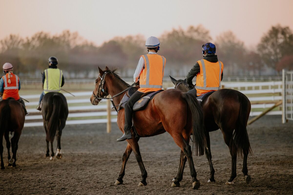 Te Akau Trans Tasman Tuesday Trackwork