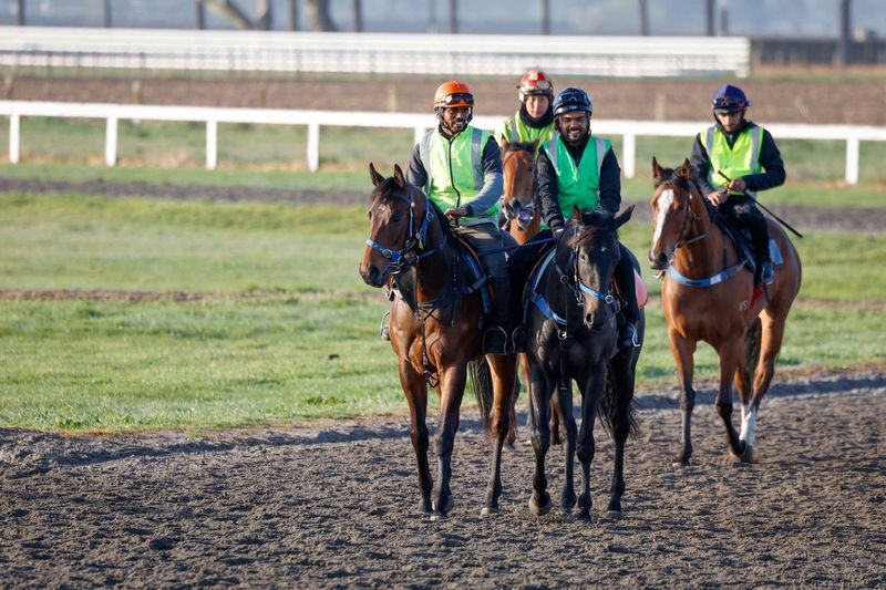 Te Akau Trans Tasman Thursday Trackwork
