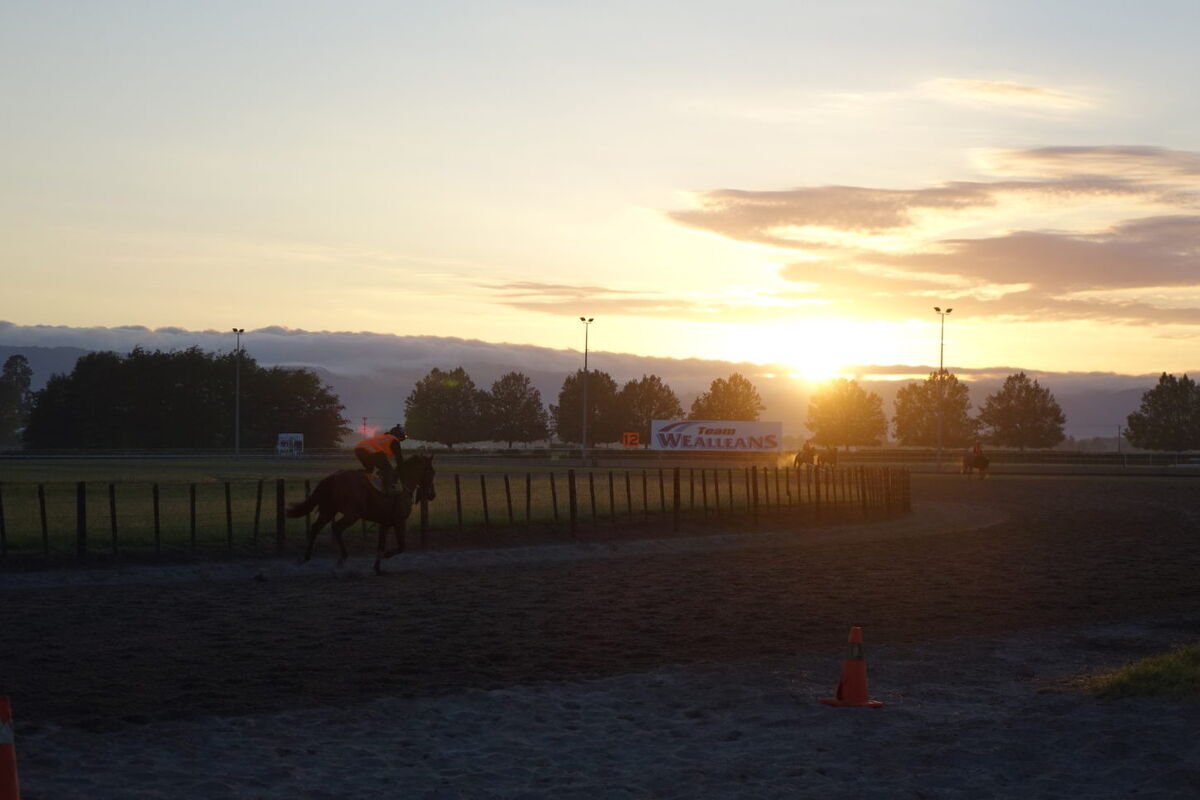 Te Akau Thursday Trackwork