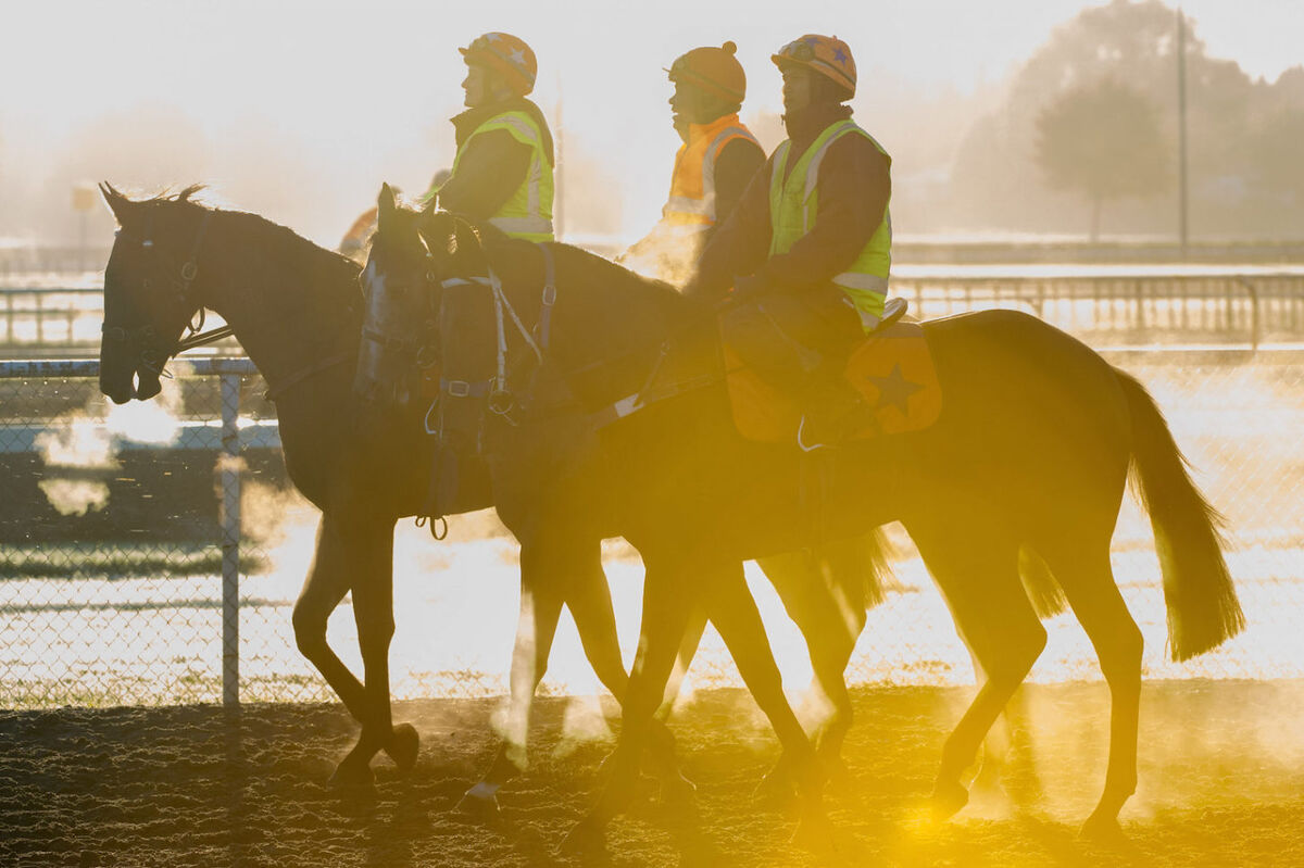 Te Akau Friday Trackwork