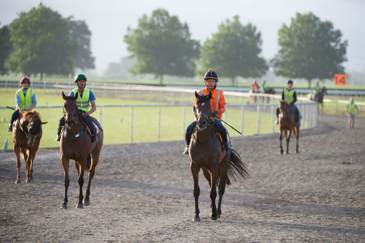 Te Akau Weekend Trackwork