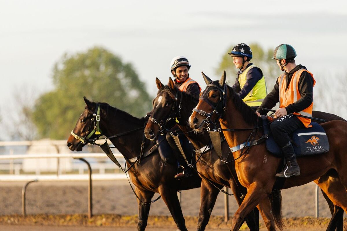 Te Akau Trans Tasman Trackwork Highlights