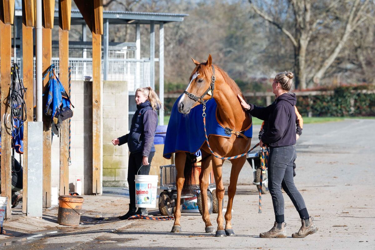 Te Akau Matamata Thursday Trackwork