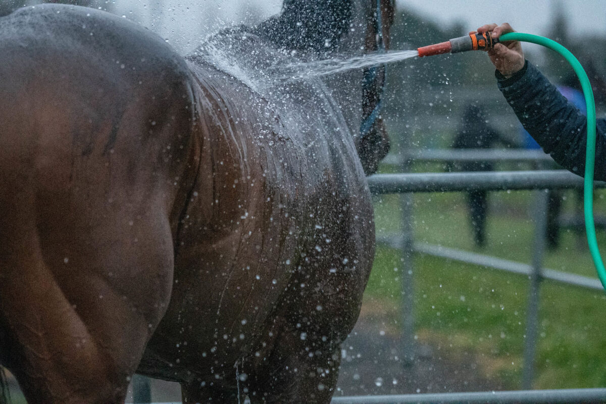 Te Akau Weekend Trackwork
