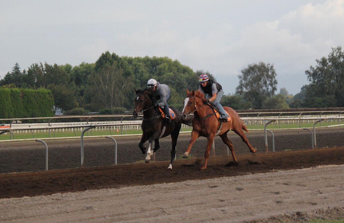 Te Akau Saturday Trackwork