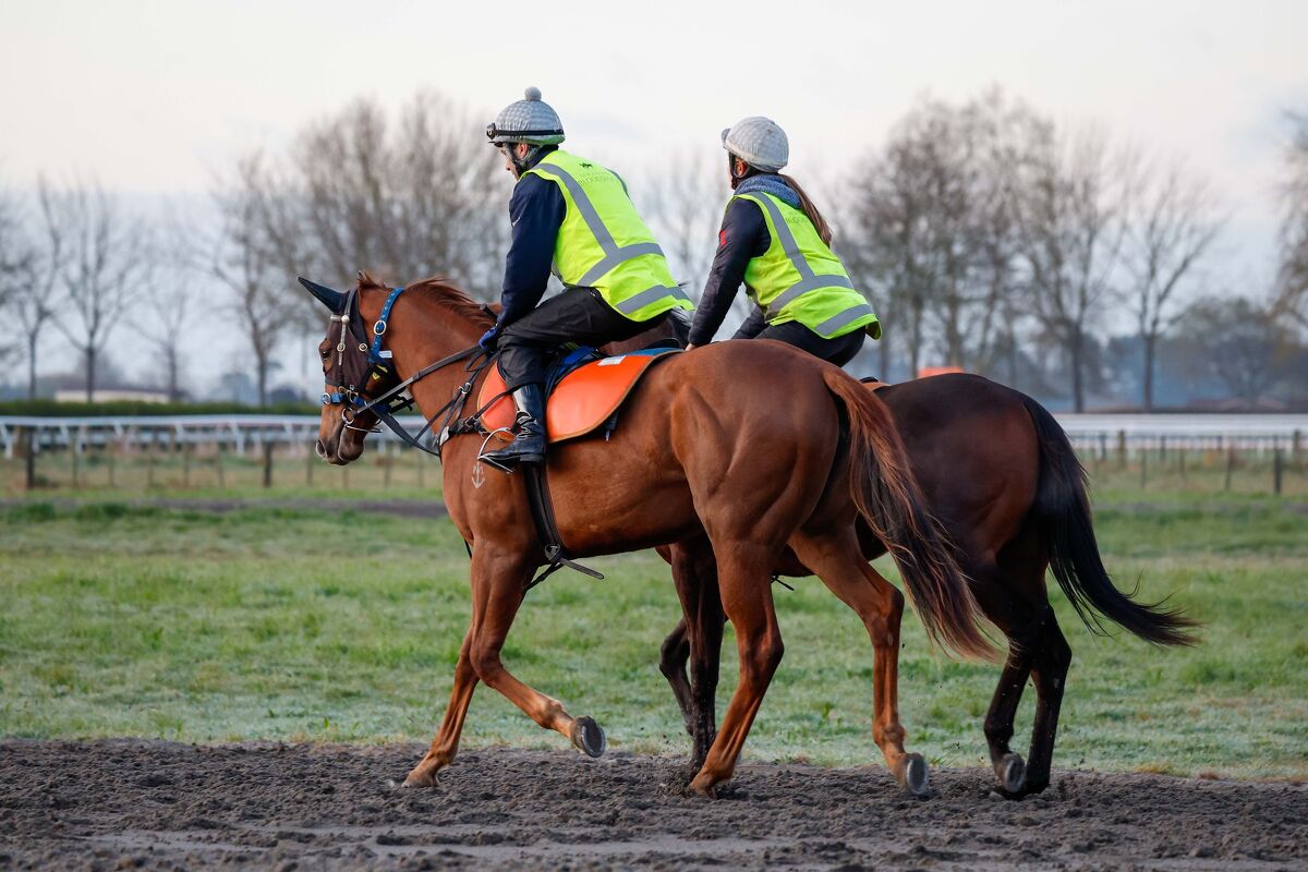 Te Akau Trans Tasman Saturday Trackwork
