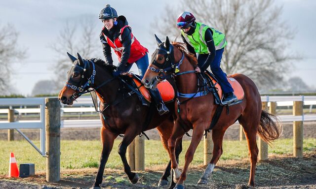 Te Akau Trans Tasman Tuesday Trackwork