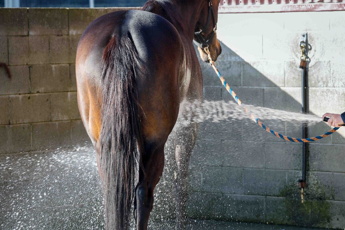 Te Akau NI Friday Trackwork