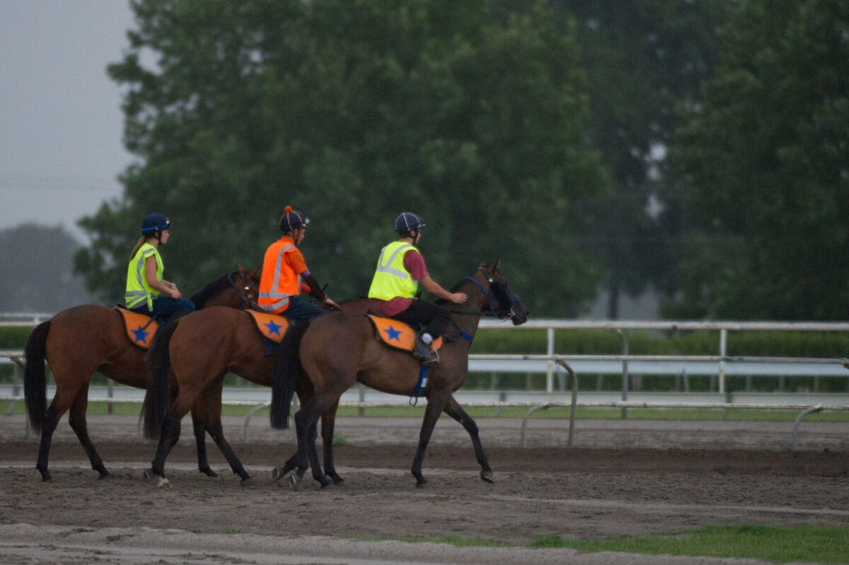 Te Akau Weekend Trackwork