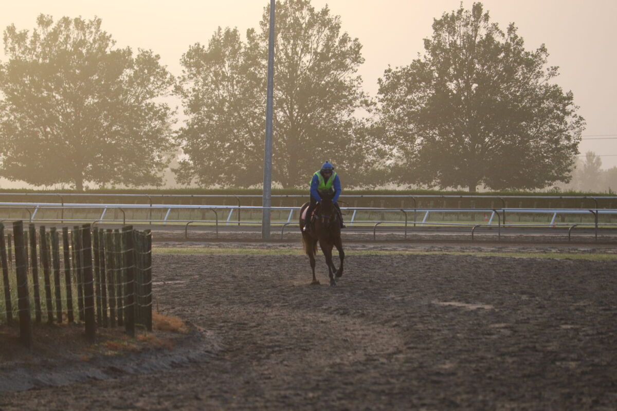 Te Akau NZ Tuesday Trackwork