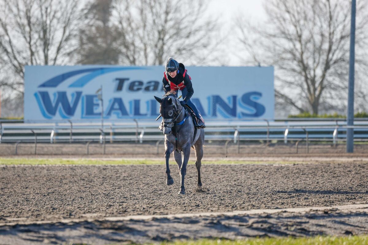 Te Akau NZ Tuesday Trackwork