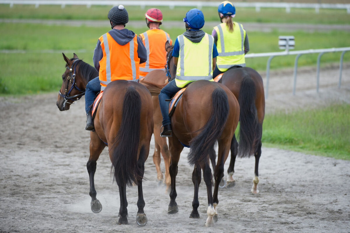 Te Akau Tuesday Trackwork