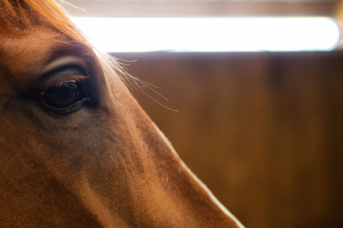 Te Akau Weekend Trackwork