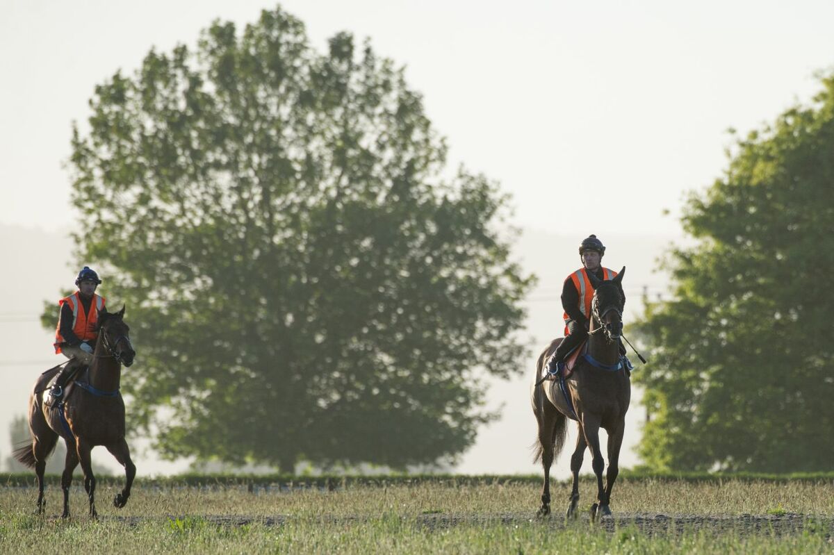 Te Akau Trans Tasman Thursday Trackwork