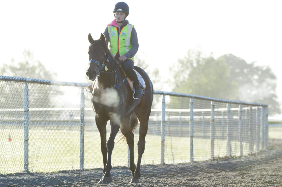Te Akau Thursday Trackwork