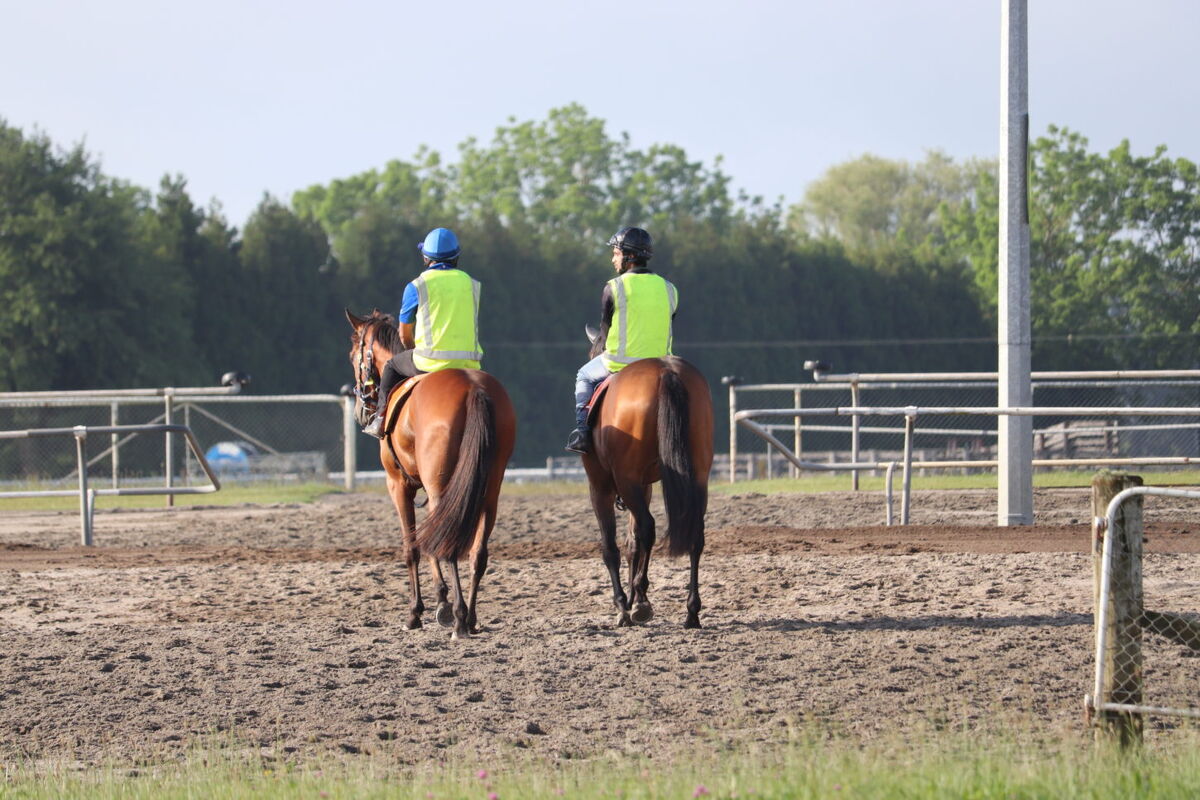 Te Akau Tuesday Trackwork